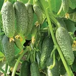 Сортове краставици корнишони