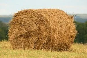 Тълкуване на сънища сено какво мечтае купа сено, събиране, да кося, да добавяте, да мечтаеш и да лъже (тълкуване на сън) Тълкуване на сънища сено какво мечтае купа сено, събиране, да кося, да добавяте, да мечтаеш и да лежи