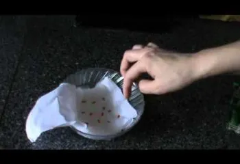 Ранните сортове краставици за открито поле