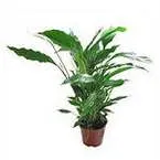 Spathiphyllum, как да поливам
