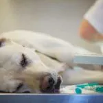Aureus в кучета симптоми и лечение на кучета, снимки, как да се лекуват заразни за хората или не, както на