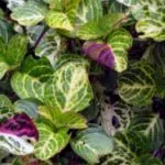 Spathiphyllum грижи у дома прехвърляне и размножаване