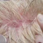 Aureus в кучета симптоми и лечение на кучета, снимки, как да се лекуват заразни за хората или не, както на