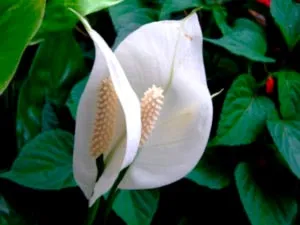 Spathiphyllum грижи у дома прехвърляне и размножаване