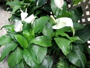 Spathiphyllum грижи у дома прехвърляне и размножаване