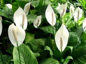 Spathiphyllum грижи у дома прехвърляне и размножаване