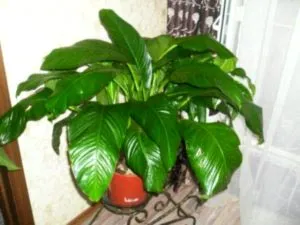 Spathiphyllum грижи у дома прехвърляне и размножаване