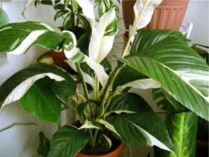 Spathiphyllum грижи у дома прехвърляне и размножаване