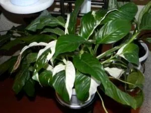 Spathiphyllum грижи у дома прехвърляне и размножаване
