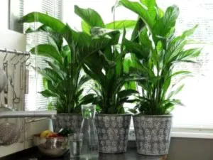 Spathiphyllum грижи у дома прехвърляне и размножаване