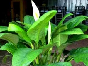 Spathiphyllum грижи у дома прехвърляне и размножаване