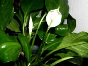 Spathiphyllum грижи у дома прехвърляне и размножаване