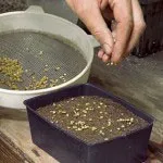 Семена стратификация, мнения и съвети за това