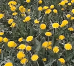 Стихове за глухарчета за деца CHURIKOV