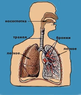 Структурата на говорен апарат