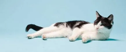 Кастрация котки плюсове и минуси, становището на експерти, реални ползи