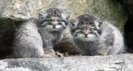 Дива котка manul снимка и описание (manul) Дива котка manul снимка и описание