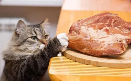Кастрация котки плюсове и минуси, становището на експерти, реални ползи