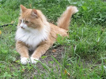 Стихове за котки и котки