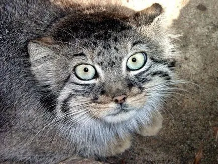Дива котка manul снимка и описание (описание) Дива котка manul снимка и описание