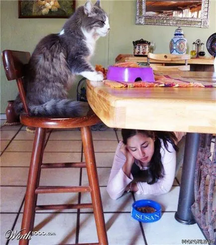 Стихове за котки и котки