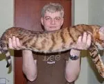 Toyger или порода тигър котка описание, снимки, цени за котенца, видео