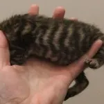 Toyger или порода тигър котка описание, снимки, цени за котенца, видео