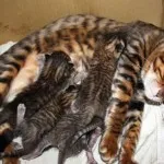 Toyger или порода тигър котка описание, снимки, цени за котенца, видео