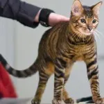 Toyger или порода тигър котка описание, снимки, цени за котенца, видео