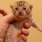 Toyger или порода тигър котка описание, снимки, цени за котенца, видео