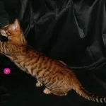 Toyger или порода тигър котка описание, снимки, цени за котенца, видео
