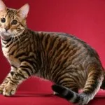 Toyger или порода тигър котка описание, снимки, цени за котенца, видео