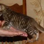 Toyger или порода тигър котка описание, снимки, цени за котенца, видео