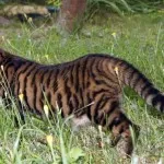 Toyger или порода тигър котка описание, снимки, цени за котенца, видео