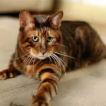 Toyger или порода тигър котка описание, снимки, цени за котенца, видео