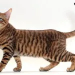 Toyger или порода тигър котка описание, снимки, цени за котенца, видео