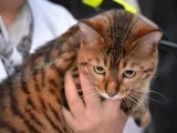 Toyger котка снимка, описание порода, характер, цена и детски ясли