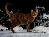 Toyger котка снимка, описание порода, характер, цена и детски ясли