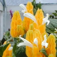 Tropical палма у дома си, как да се вода и грижи, които трябва да бъдат взети под внимание при