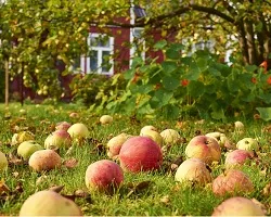 Торф - което се формира от статут, миризма, употреба