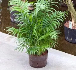 Tropical палма у дома си, как да се вода и грижи, които трябва да бъдат взети под внимание при