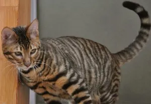 Toyger или порода тигър котка описание, снимки, цени за котенца, видео