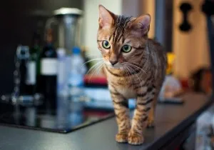 Toyger или порода тигър котка описание, снимки, цени за котенца, видео