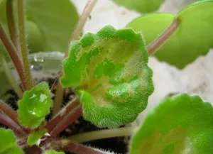 Thrips на стайни характеристики и видове, как да се борят, снимка triopsov