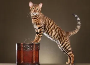 Toyger или порода тигър котка описание, снимки, цени за котенца, видео