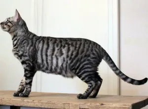 Toyger или порода тигър котка описание, снимки, цени за котенца, видео