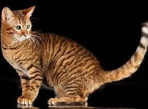 Toyger или порода тигър котка описание, снимки, цени за котенца, видео