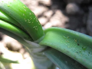 Thrips на стайни характеристики и видове, как да се борят, снимка triopsov