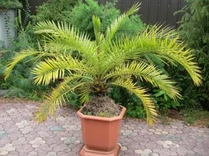 Tropical палма у дома си, как да се вода и грижи, които трябва да бъдат взети под внимание при