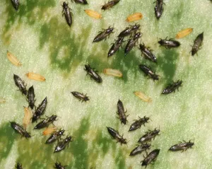 Thrips на стайни характеристики и видове, как да се борят, снимка triopsov